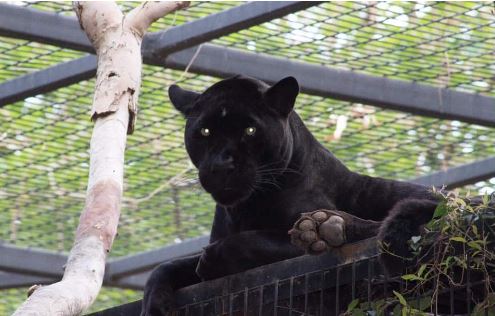 Arizona Woman Attacked by Jaguar